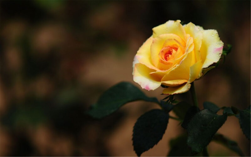 beautiful flower wallpaper 1 yellow rose