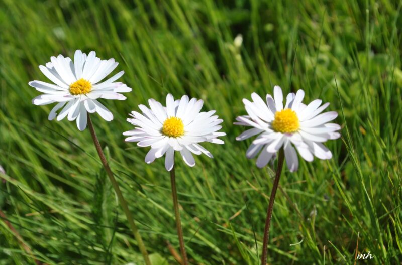 beautiful flower wallpaper 3 white chrysanthemums