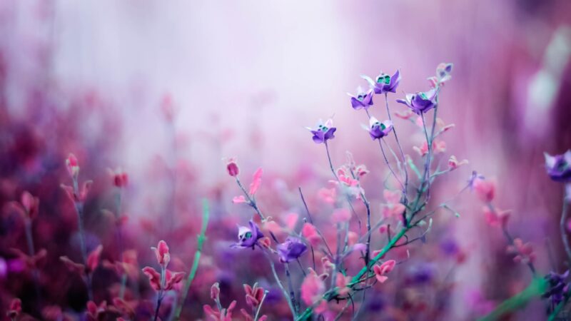 Beautiful flower wallpapers 4K