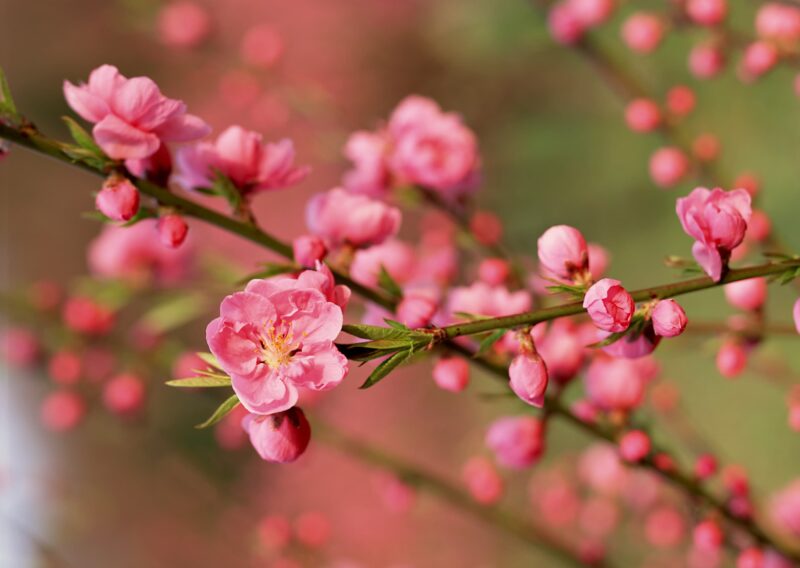 Wallpaper of beautiful cherry blossoms blooming