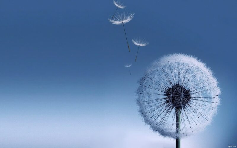 Simple, most beautiful dandelion beautiful flower wallpaper