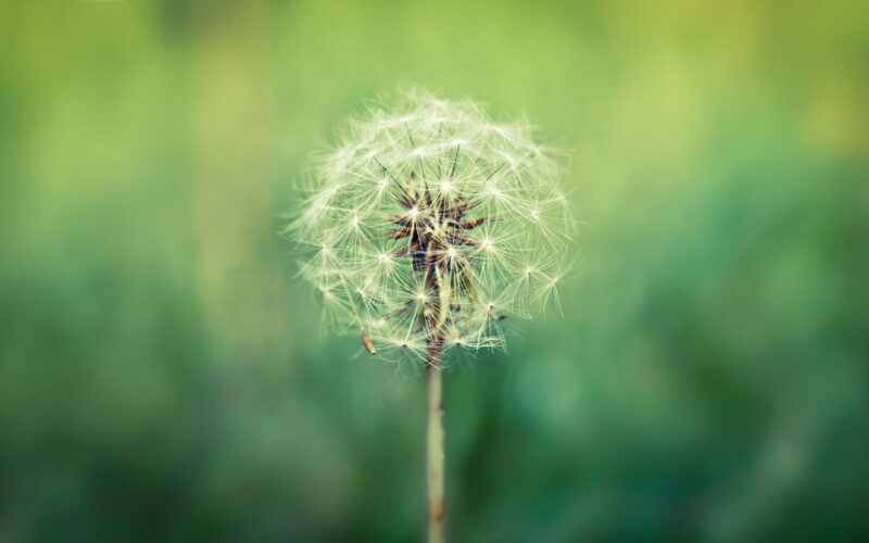 Beautiful dandelion flower wallpaper when the weather is calm