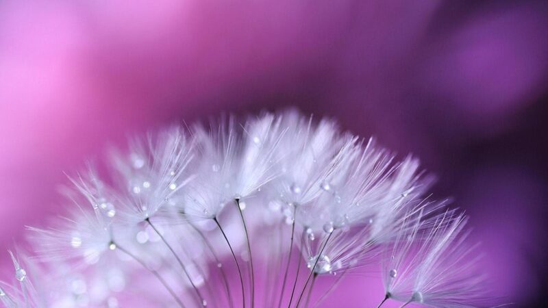 beautiful flower wallpaper dandelion bright colors