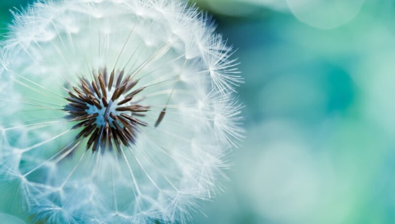 Beautiful flower wallpaper, dandelions, gentle, bright colors