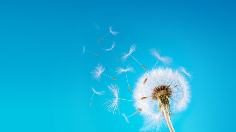 beautiful flower wallpaper dandelion in the wind