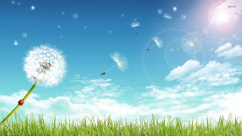 beautiful flower wallpaper dandelion and blue sky