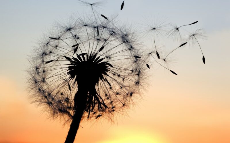 Beautiful dandelion flower wallpaper at sunset