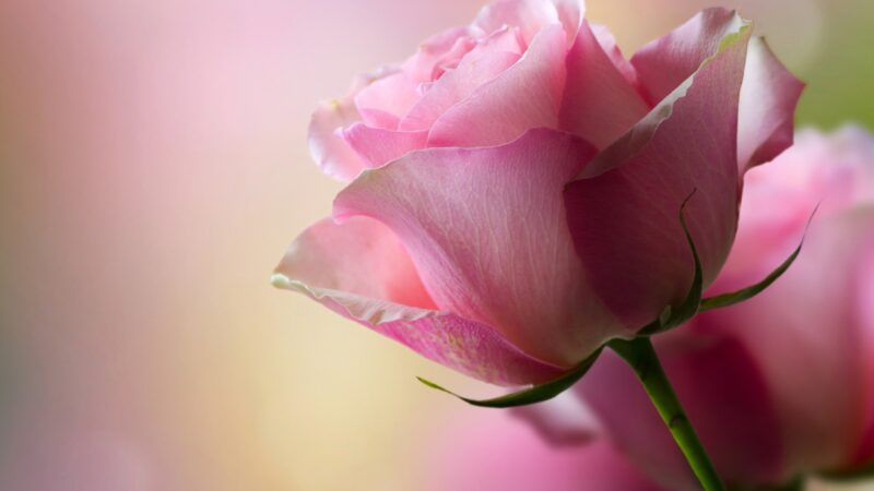 Beautiful flower wallpaper, gentle rose