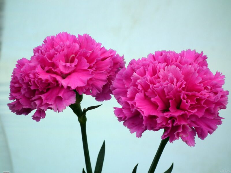 Wallpaper of beautiful pink carnations in full bloom