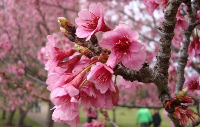 Beautiful flower wallpaper, close-up of cherry blossoms in December