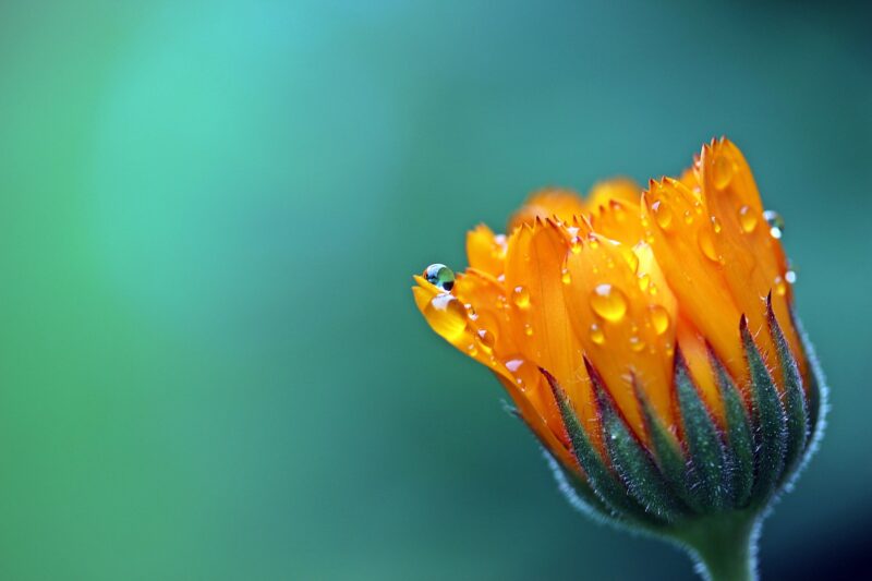 Beautiful flower wallpaper, close-up of morning dew drops