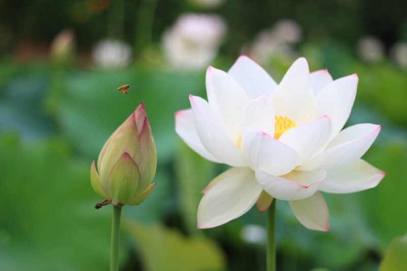 beautiful flower wallpaper white lotus field