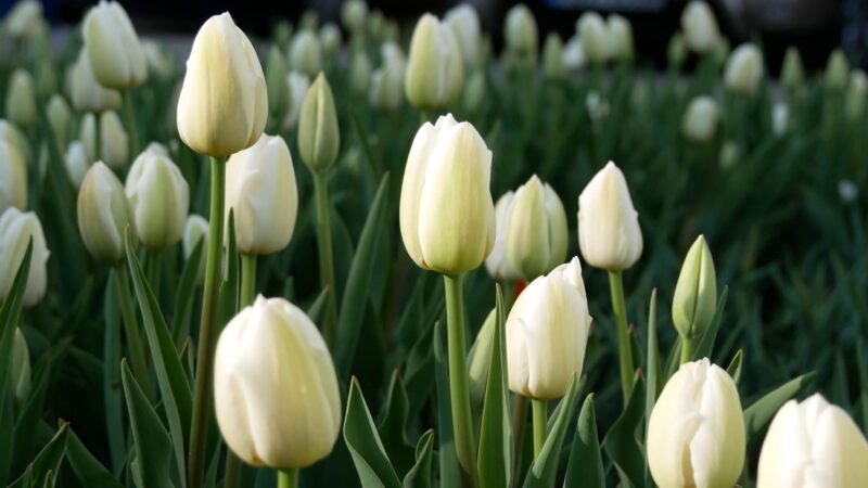 beautiful flower wallpaper white tulip field