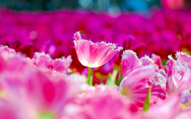 Beautiful flower wallpapers for computers