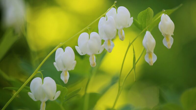 beautiful flower wallpaper white bells