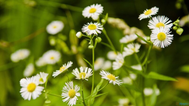 beautiful wild chrysanthemum flower wallpaper