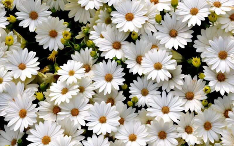 beautiful white chrysanthemum flower wallpaper