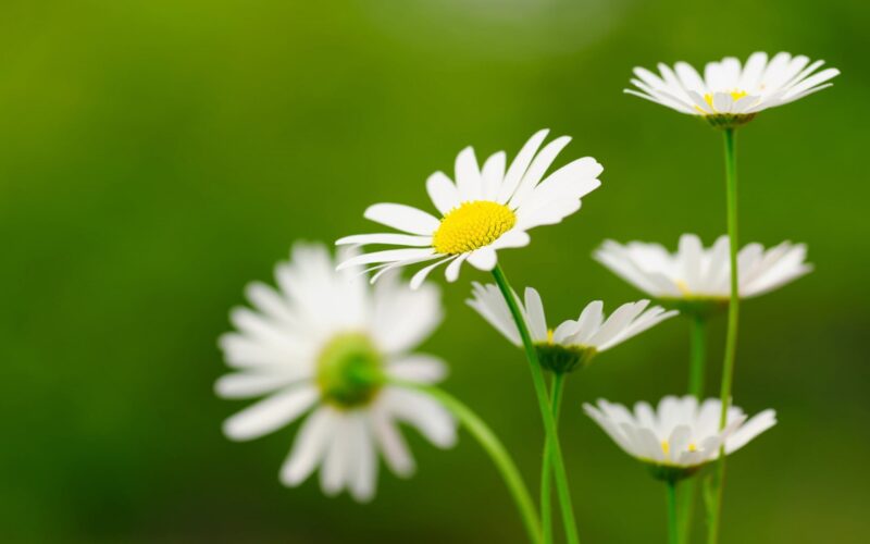 Simple blue and white daisy beautiful flower wallpaper