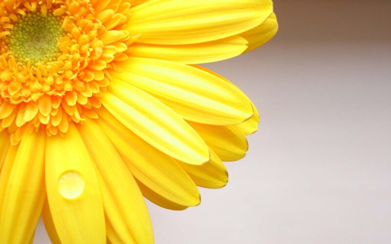 Simple beautiful yellow chrysanthemum flower wallpaper