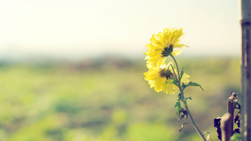 Wallpaper of beautiful yellow chrysanthemum flowers under the sunlight