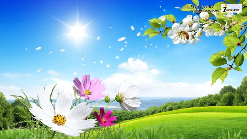 Beautiful flower wallpaper with blue sky