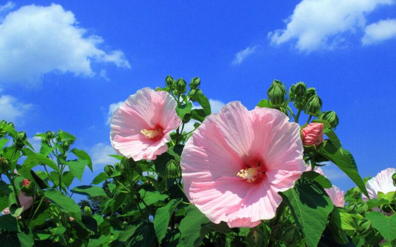 Beautiful flower wallpaper hibiscus in bloom