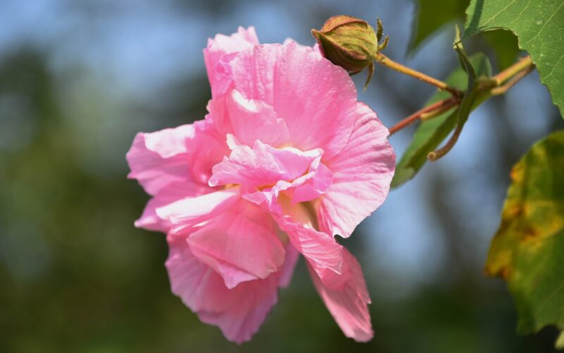 Beautiful pink hibiscus flower wallpaper