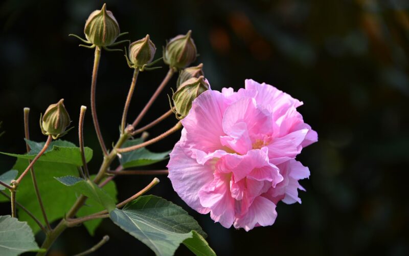 Beautiful flower wallpapers hibiscus and flower buds