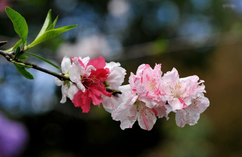 Simple alternating red and white beautiful flower wallpaper