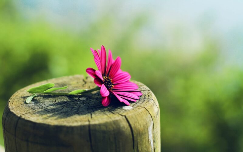 Beautiful gerbera flower wallpaper placed on tree trunk