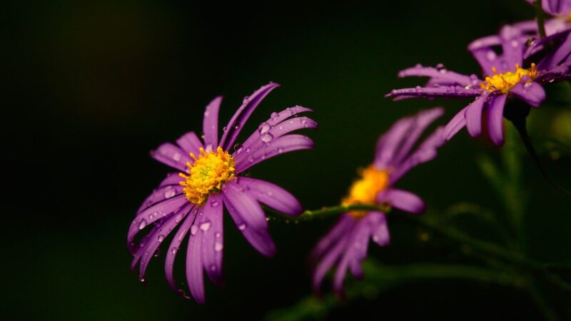 Beautiful purple gerbera flower wallpaper