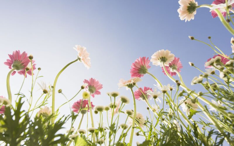 Beautiful gerbera flower wallpaper viewed from below