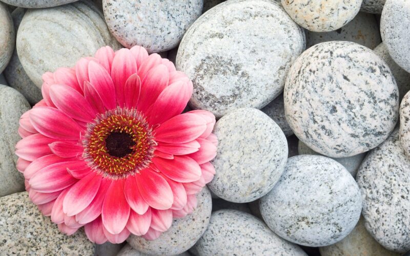 Wallpaper of beautiful flowers, gerberas and pebbles