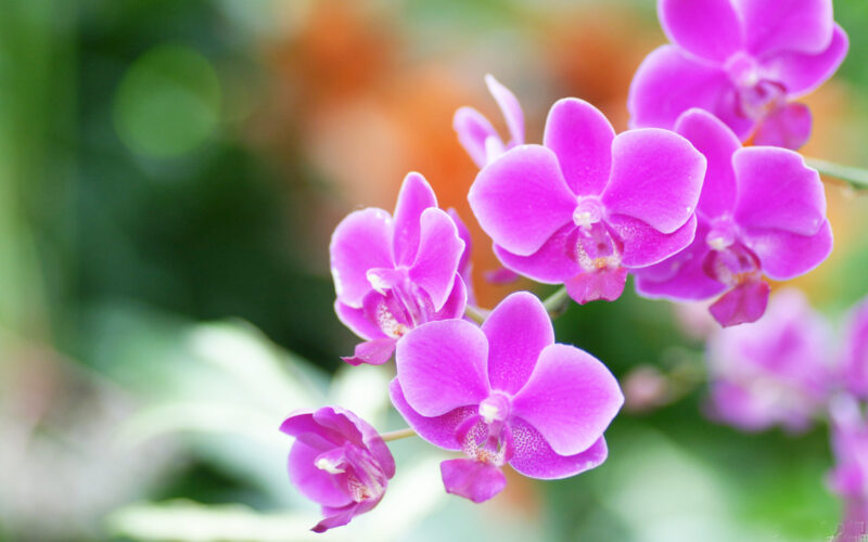 Beautiful flower wallpaper with purple Phalaenopsis blooming