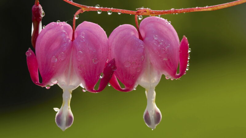 beautiful flower wallpaper, bluebell flowers are still soaked with morning dew