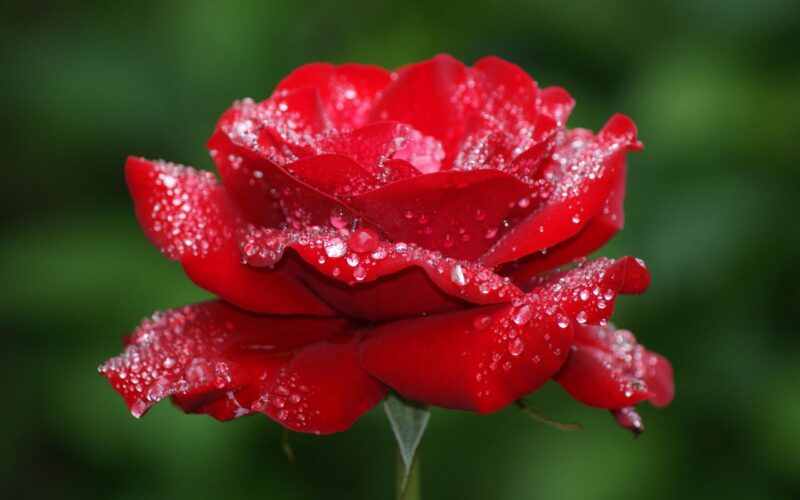 Beautiful flower wallpapers red roses and morning dew drops