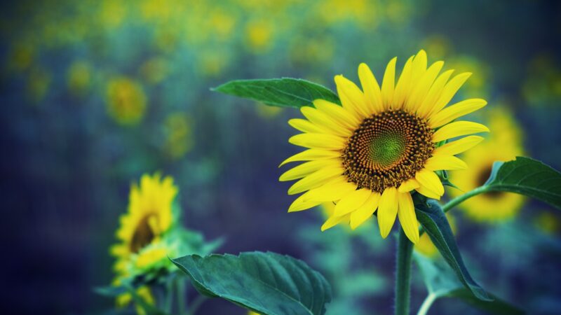 beautiful flower wallpaper sunflowers are blooming in the sun