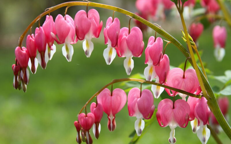 wallpaper of beautiful blooming lily of the valley flowers