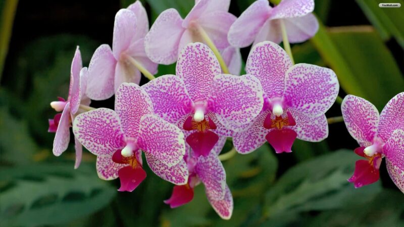 The most beautiful orchids wallpaper