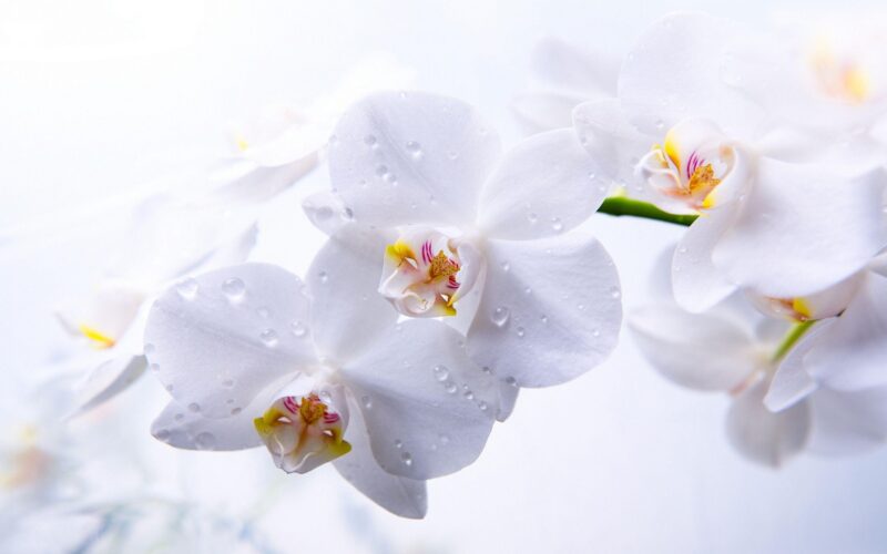 Wallpaper of beautiful white phalaenopsis orchids after the rain