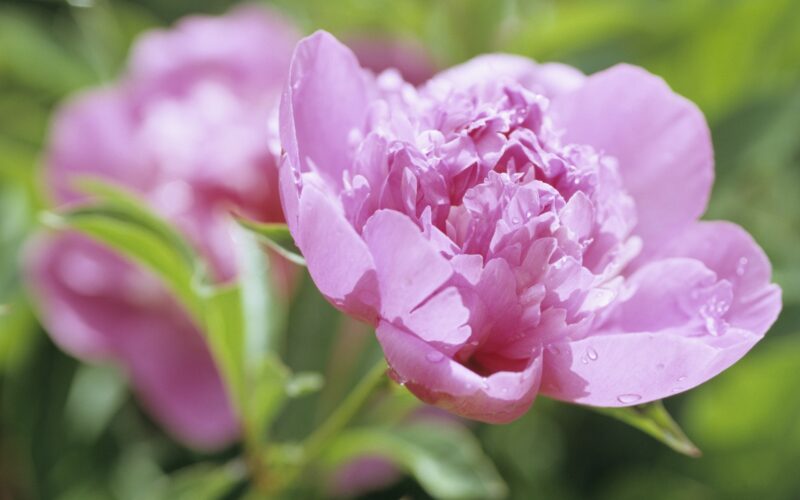 Wallpaper of beautiful peonies blooming