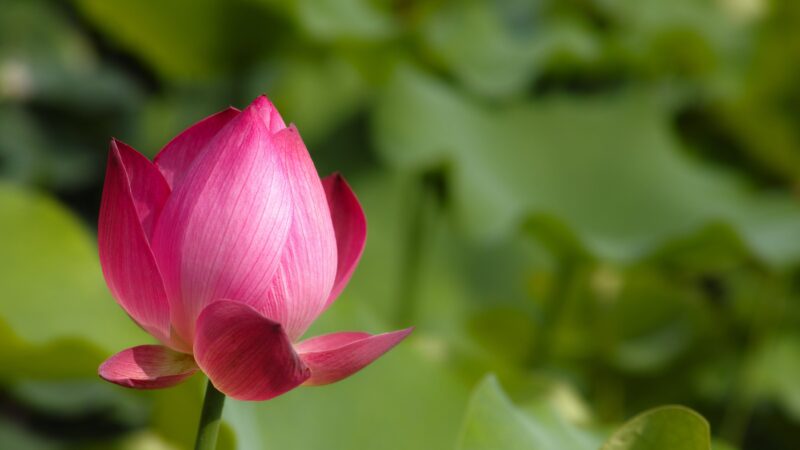 beautiful flower wallpaper a pink lotus in the middle of a field