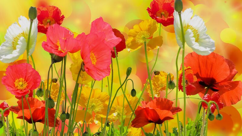 The most beautiful flower wallpapers 4K