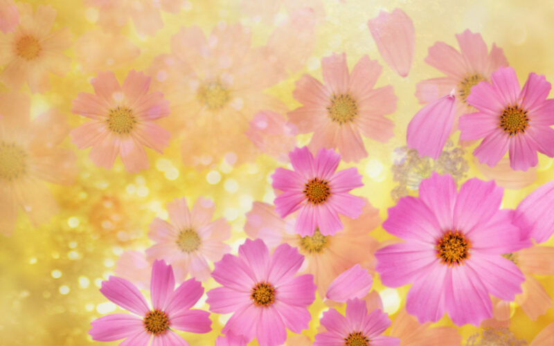 Beautiful, gentle flower wallpaper