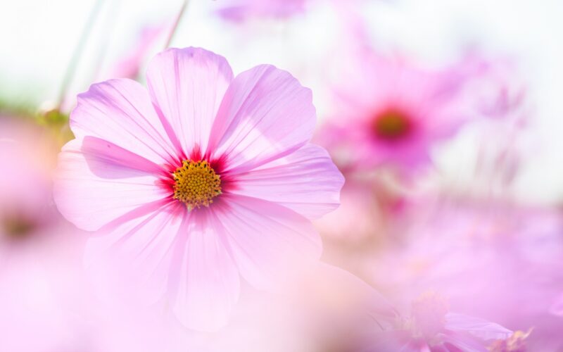 Beautiful flower wallpaper gently under the sunlight