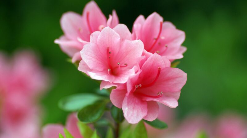 Beautiful, gentle, spring flower wallpaper