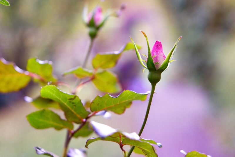 Beautiful flower wallpaper, rose buds are reaching out to welcome the sun