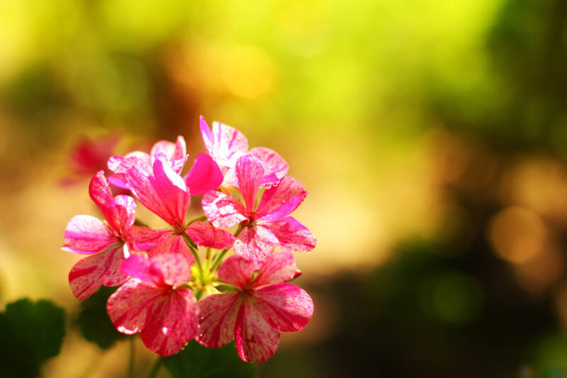 Beautiful geranium flower wallpaper under the sunlight