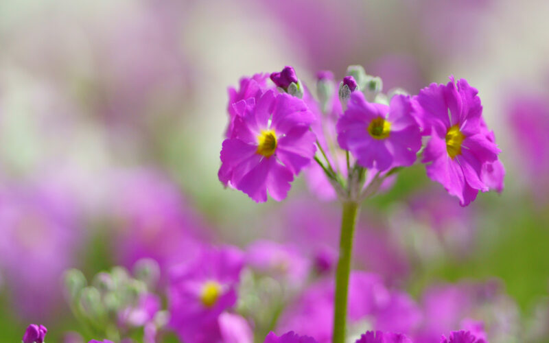 Beautiful purple flower wallpaper