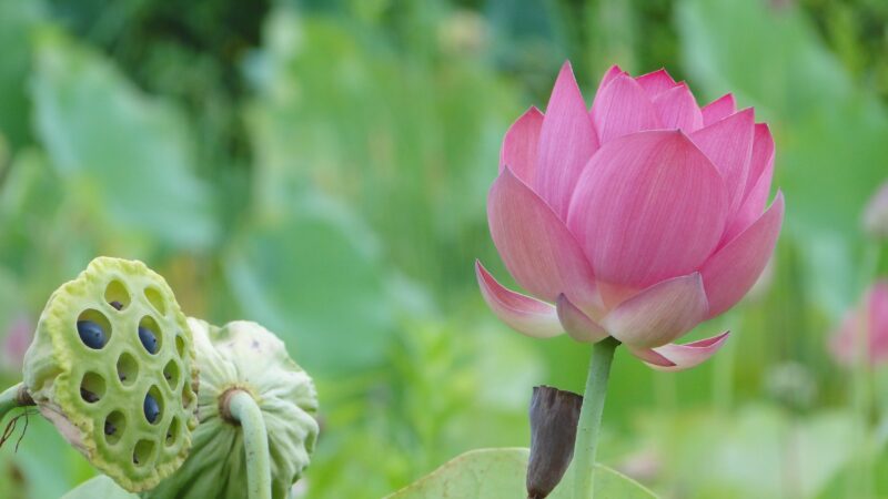 Beautiful flower wallpaper, pink lotus is blooming